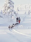 summit county breckenridge DOGS SLEIGH RIDES