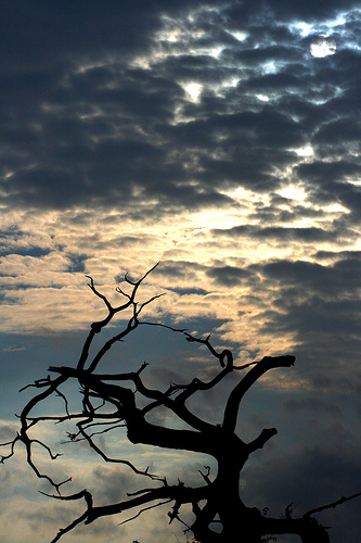 dead trees Summit County tries to mitigate wildfire threats