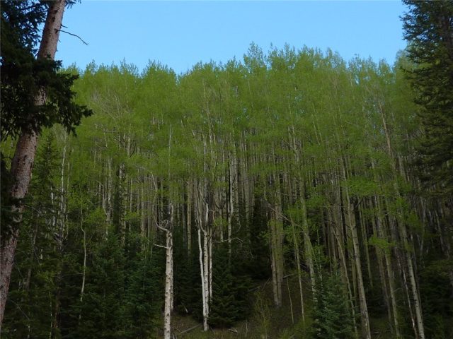 Land in Sunnyslope Sub, Breckenridge, CO — photo 1 (MLS S1002152)