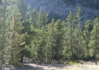55 Pine Drive photo 1