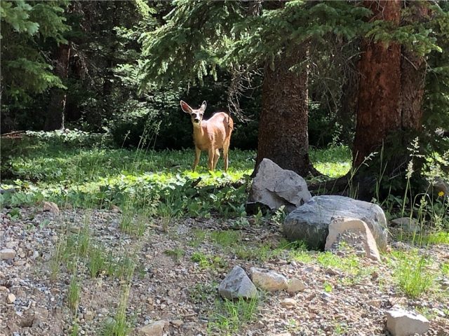 Land in Tordal Estates Sub, Breckenridge, CO — photo 1 (MLS S1024017)