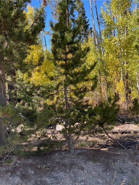 Land in Peak Seven West Sub, Breckenridge, CO — photo 1 (MLS S1031293)