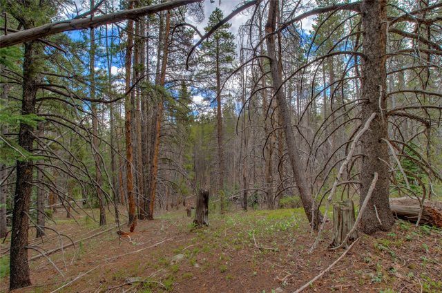 525 Gold King Way photo 19
