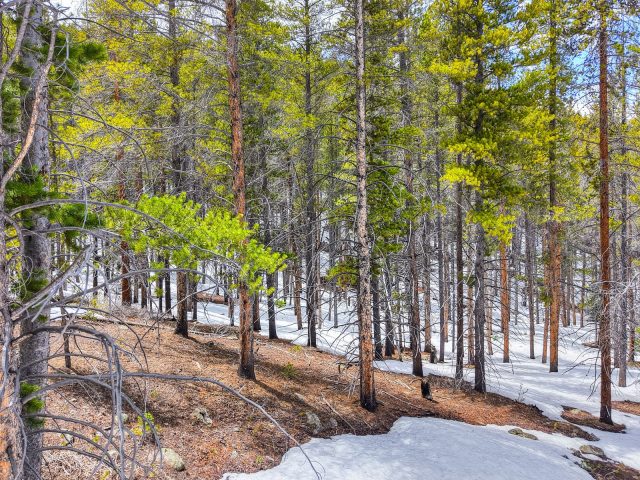 779 Gold King Way photo 11