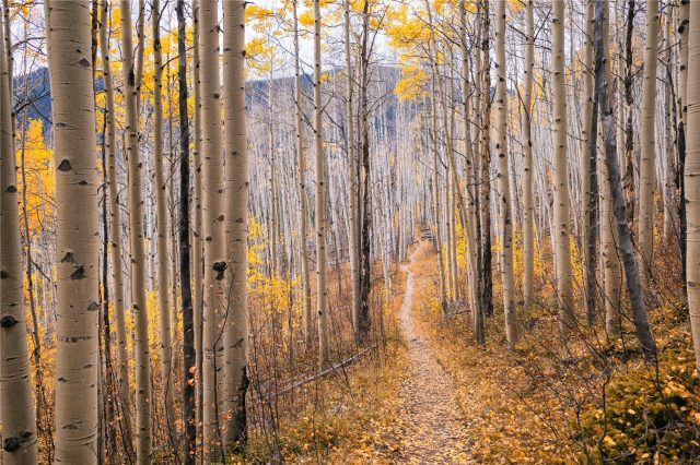 190 Easy Bend Trail photo 8