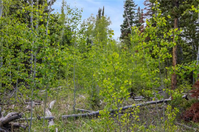 336 Blue Spruce Road photo 11