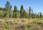 75 Antlers Gulch Road 401 photo 28 75 Antlers Gulch Road 401 photo 28