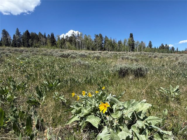 Tbd Spring Creek Ranch Road photo 33