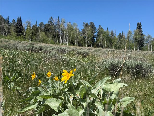 Tbd Spring Creek Ranch Road photo 46