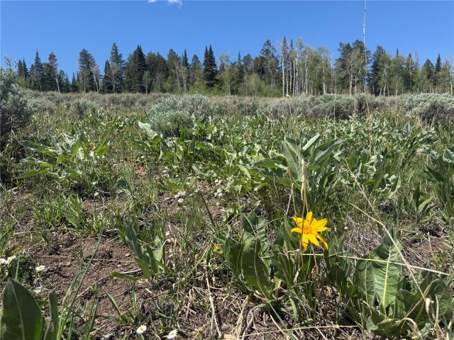 Tbd Spring Creek Ranch Road photo 47