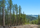 653 Summit Gulch Road photo 7
