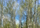 95600 Ryan Gulch Road 95613 photo 34