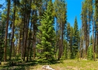 277 Wagon Road photo 39