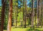 277 Wagon Road photo 42