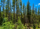 277 Wagon Road photo 49