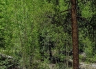 175 Pine Drive photo 6