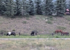 837 Sage Creek Canyon Drive photo 42