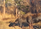 10000 Ryan Gulch Road 115 photo 23