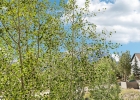 8100 Ryan Gulch Road 305 photo 40 8100 Ryan Gulch Road 305 photo 40