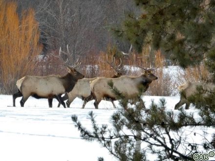 206 Elk Crossing Ln photo 33