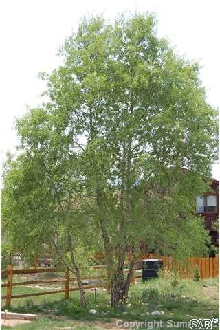 1151 Rainbow Drive photo 24