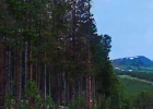 304 Four Oclock Run Road photo 1