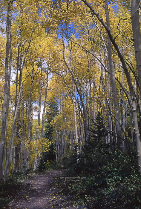 Boreas pass breckenridge summer