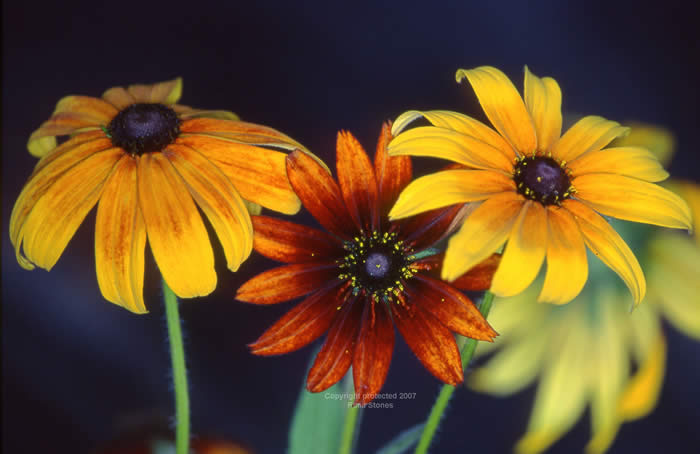 breckenridge fllowers summer