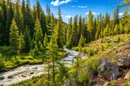 Wooded land along a mountain stream in Keystone Colorado