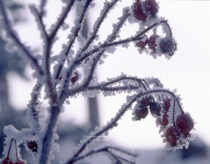 colorado snow