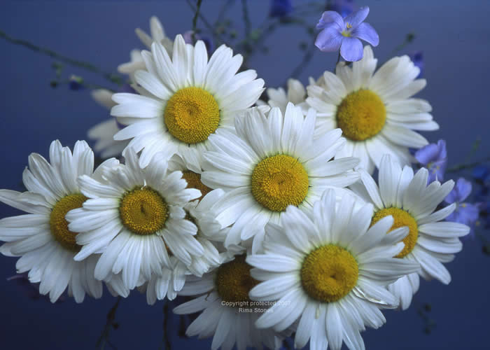 fllowers breckenridge