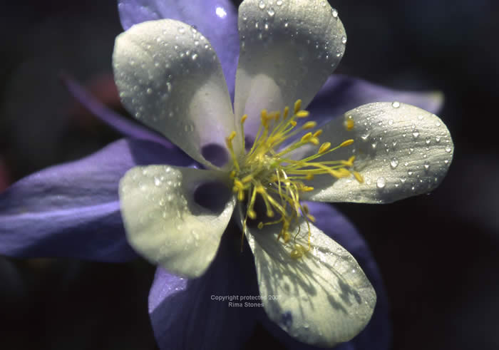 fllowers colorado