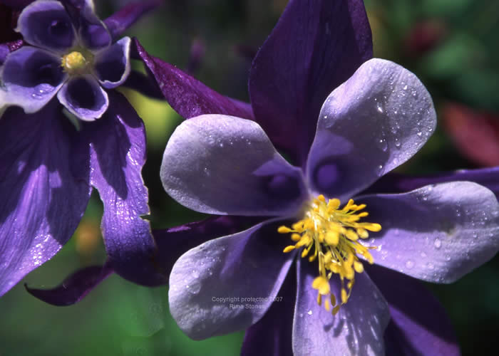 fllowers