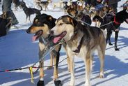 breckenridge Dog Sledding